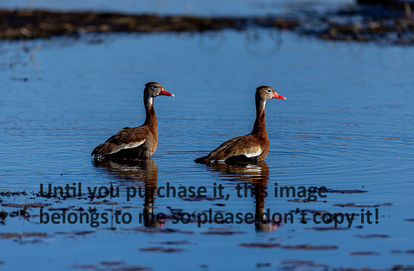 black-bellied-whistling-ducks_lacassine_la_kellysheadshots.com_02-06-26-22741