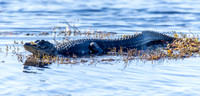 alligator_lacassine_la_kellysheadshots.com_02-06-26-22801