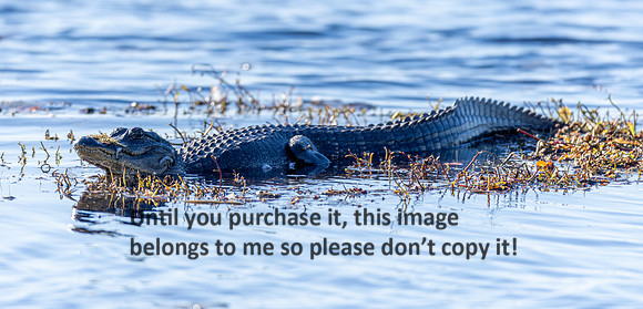 alligator_lacassine_la_kellysheadshots.com_02-06-26-22801
