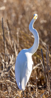 great-egret_lacassine_la_kellysheadshots.com_02-06-26-22807