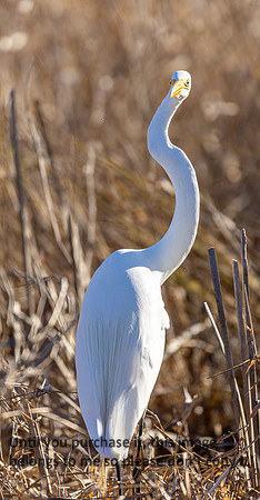 great-egret_lacassine_la_kellysheadshots.com_02-06-26-22807