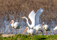 great-egret-white-ibis_lacassine_la_kellysheadshots.com_02-06-26-22706