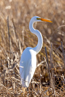 great-egret_lacassine_la_kellysheadshots.com_02-06-26-22810