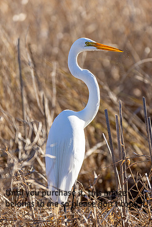 great-egret_lacassine_la_kellysheadshots.com_02-06-26-22810