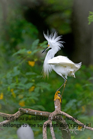 SnowyEgretJeffersonIsland-8890