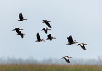 black-bellied-whistling-ducks_cameron_kellysheadshots.com_03-04-26_lg-23801