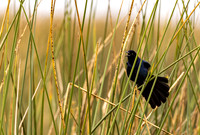 blackbird_cameron_kellysheadshots.com_03-04-26_lg-24136