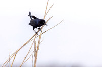 blackbird_cameron_kellysheadshots.com_03-04-26_lg-24150