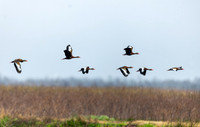 black-bellied-whistling-ducks_cameron_kellysheadshots.com_03-04-26_lg-23812