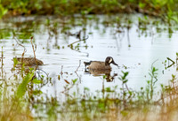 blue-winged-teal_cameron_kellysheadshots.com_03-04-26_lg-23789