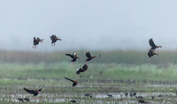 cameron_black-bellied-whistling-ducks_kellysheadshots.com_03-04-26_lg-23711