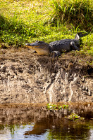 alligator_cameron_kellysheadshots.com_03-04-26_lg-24291
