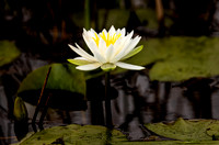 flower_cameron_kellysheadshots.com_03-04-26_lg-24251