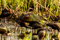 glossy-ibis_cameron_kellysheadshots.com_03-04-26_lg-24056