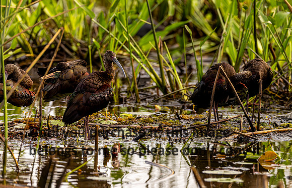 glossy-ibis_cameron_kellysheadshots.com_03-04-26_lg-24084