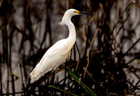 sbowy-egret_cameron_kellysheadshots.com_03-04-26_lg-24088
