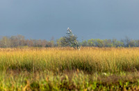 ibis-tree_cameron_kellysheadshots.com_03-04-26_lg-23852