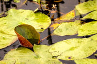 pond_water-lillies_cameron_kellysheadshots.com_03-04-26_lg-24236