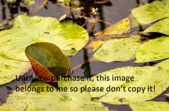pond_water-lillies_cameron_kellysheadshots.com_03-04-26_lg-24236