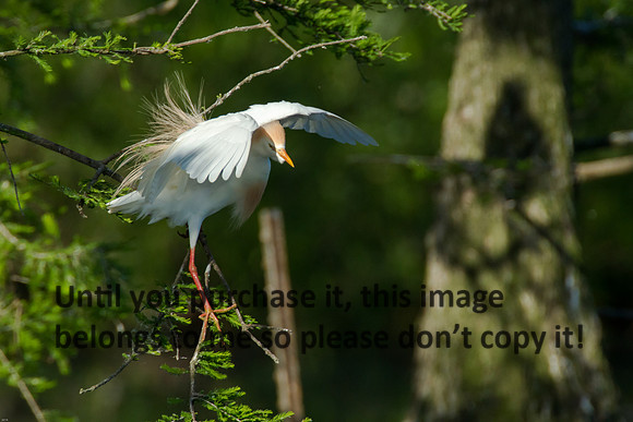 Cattle Egret - Breeding Plumage_Jefferson Island La-05-03-14-0159