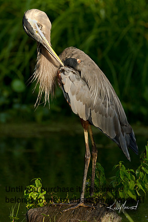 GreatBlueHeronNature-LakeMartin-1574