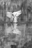 cattle-egret_breeding-colors_jefferson_island_kelly-morvant-photography_2612_bw