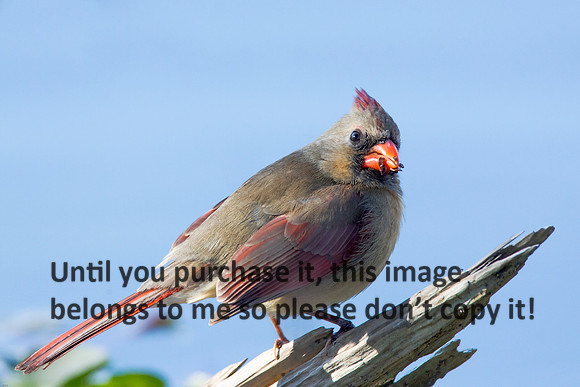 NorthernCardinalFemale-LakeMartinLouisiana-1497
