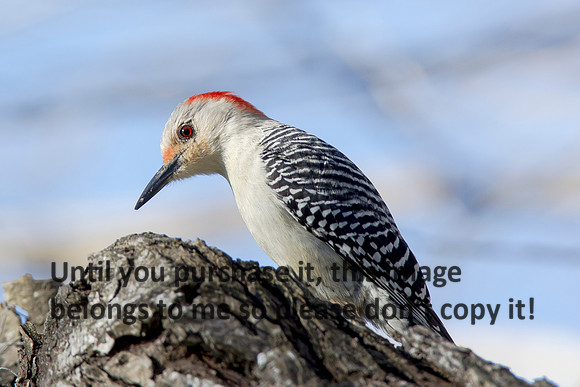 NorthernFlicker-LakeMartinLouisiana-1610