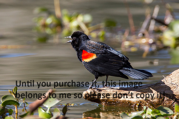 RedWingBlackbird-LakeMartinLouisiana-1517