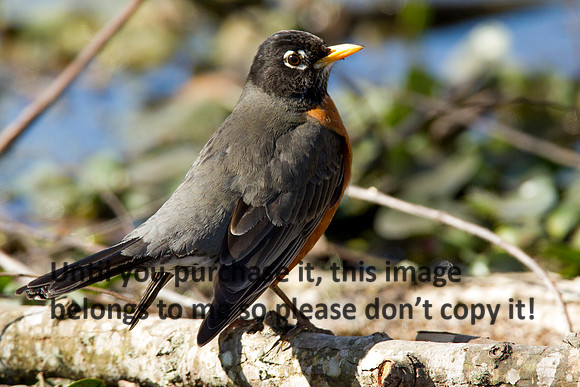 Robin-LakeMartinLouisiana-1669