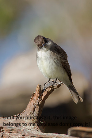 EasternPhoebe-LakeMartinLouisiana-1553