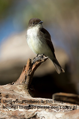 EasternPhoebe-LakeMartinLouisiana-1562