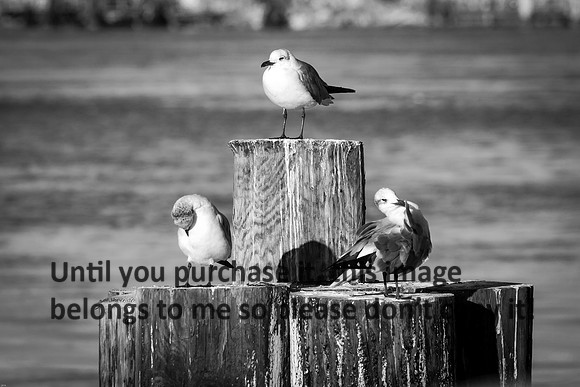laughing-gulls_cameron-louisiana_kelly-morvant-photography_11-09-14-8688