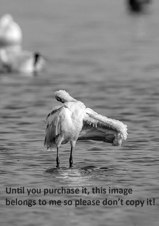 roeate-spoonbill_cameron_kellysheadshots.com_12-29-21-0579