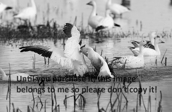 snow-geese_cameron_kellysheadshots_12-27-21-0415