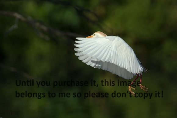 Cattle Egret - Breeding Plumage_Jefferson Island La-05-03-14-0177