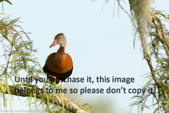 Black Bellied Whistling Duck_Lake Martin_La Swamp-1074