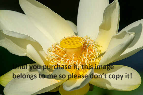LotusFlower_LakeMartinLA_Swamp-8324