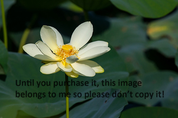 LotusFlower_LakeMartin-LA_Swamp-8375