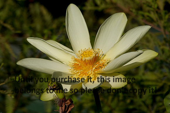 LotusFlower_LakeMartin_Louisiana_Swamp-8978