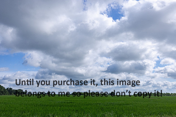 acadia_ricefield_sky_06-13-23_kellysheadshots.com-19586
