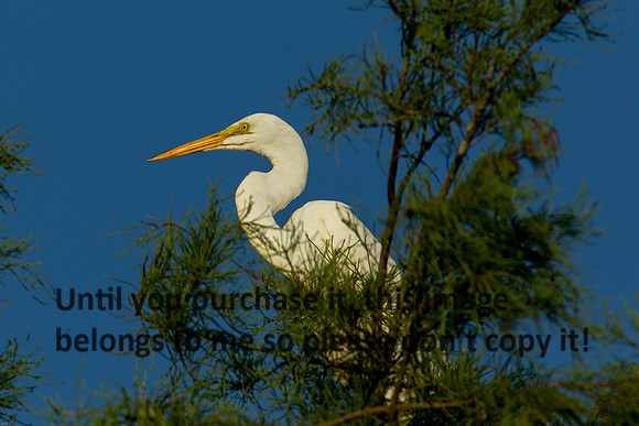 GreatEgret_LakeMartin_Swamp-8674