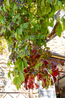 berries_colors_2026_kellysheadshots.com_lg-02195