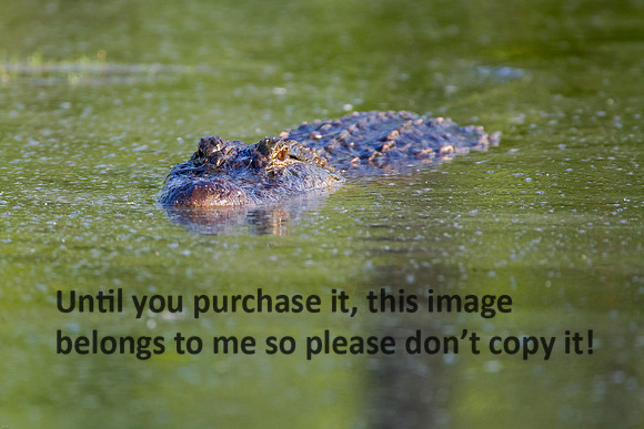 Alligator_LakeMartin-LA_Swamp-8141