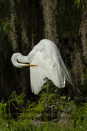 GreatEgret_Preening_LakeMartin_Louisiana_Swamp-8913
