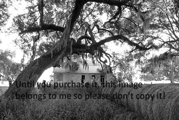 Early Morning_Shotgun House_Oak Tree_Fog_Hay_Vermilion Parish_B&W_Kelly Morvant Photography_10-12-14-7680