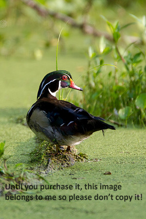 WoodDuckMale_LakeMartin-LA_Swamp-8070