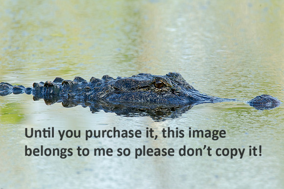 Alligator_LakeMartin-LA_Swamp-8210