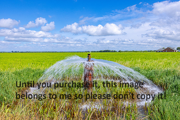 acadia_waterpump_ricefield_sky_06-13-23_kellysheadshots.com-19618