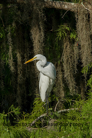 GreatEgret_Preening_LakeMartin_Swamp-8757